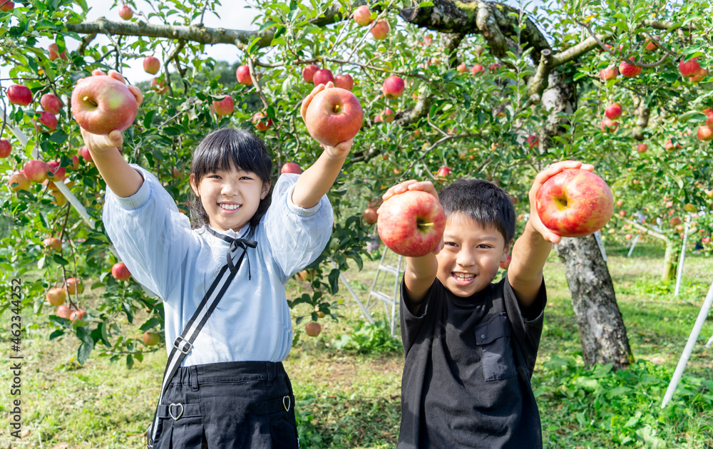 10月にりんご狩りをする小学生の男の子と女の子 Stock 写真 Adobe Stock 10月にりんご狩りをする小学生の男の子と女の子 Stock 写真 Adobe Stock