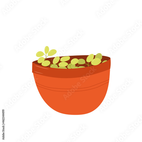 delicious green grapes in a red bowl