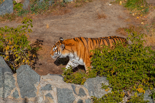 Huge Tiger at the Zoo. Ussurian tiger. photo