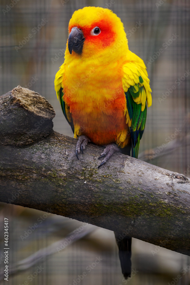 Orange colored parrot standing on a branch.