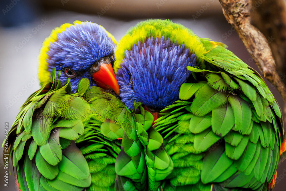 Fototapeta premium Trichoglossus moluccanus - Rainbow lorikeet two colorful parrots huddle together. 