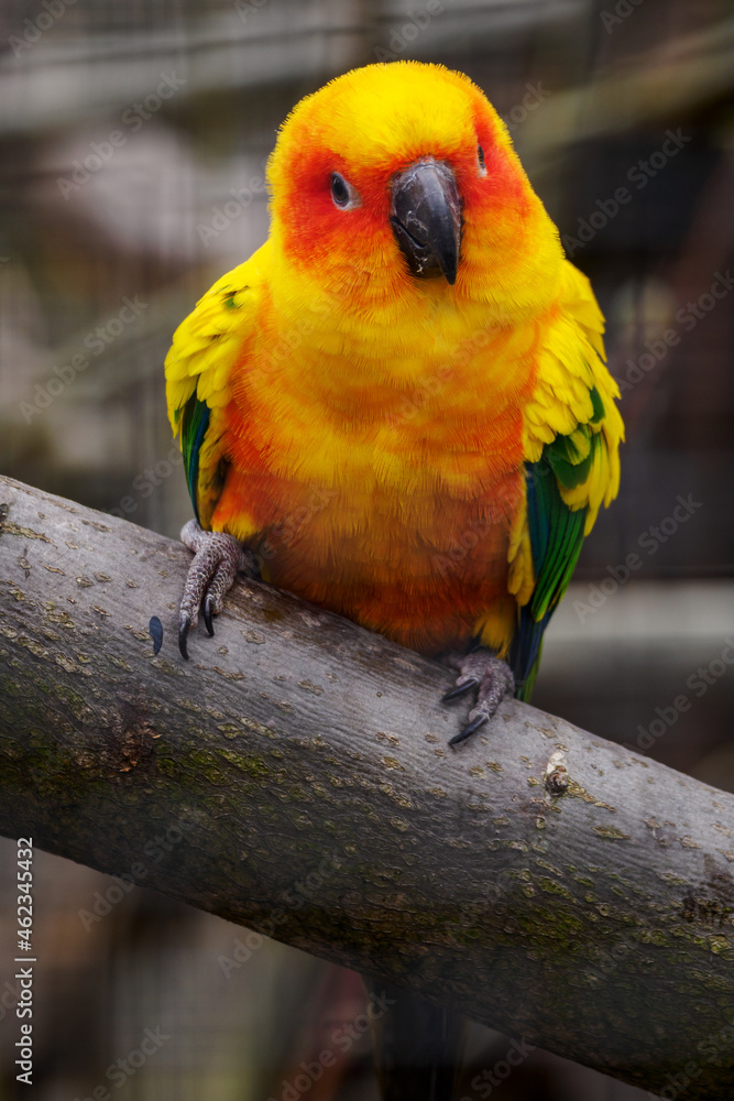 Orange colored parrot standing on a branch.