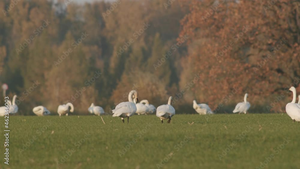A flock of whooper swans resting on meadow in migration time golden hour lighting A flock of whooper swans resting on meadow in migration time golden hour lighting