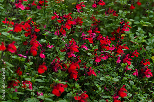 red and yellow flowers