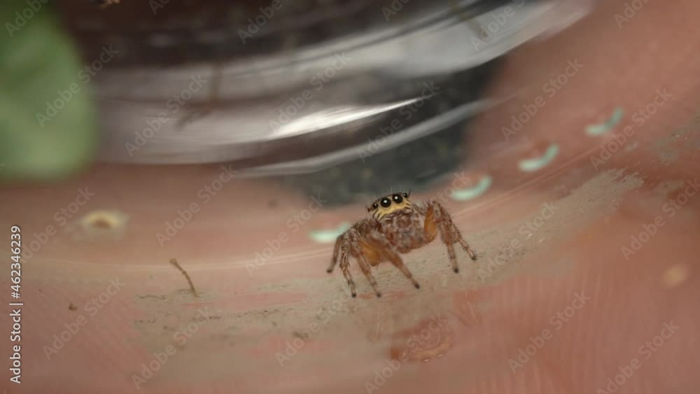 Little Spider Stands Inside The Glass Container Then Jumps Away. medium shot Little Spider Stands Inside The Glass Container Then Jumps Away. medium shot