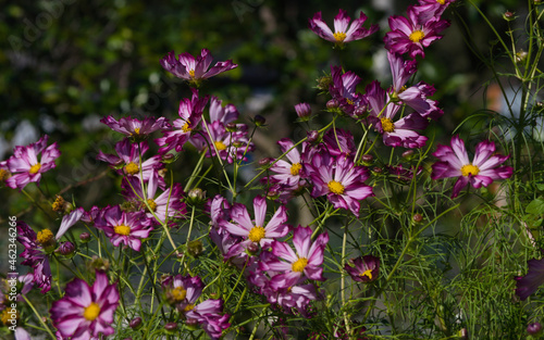 cosmos flowers in the meadow