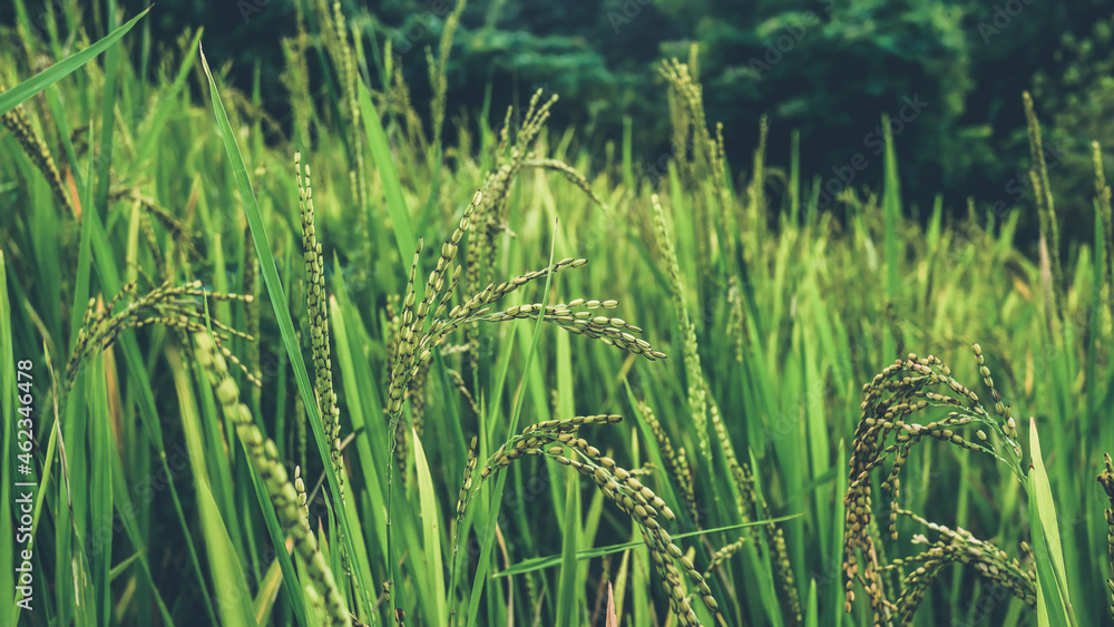 Fototapeta premium A dark matte background of rice plants growing on a slope, ready to harvest, with selective focus on the center kernels. On Mindoro Island in the Philippines.