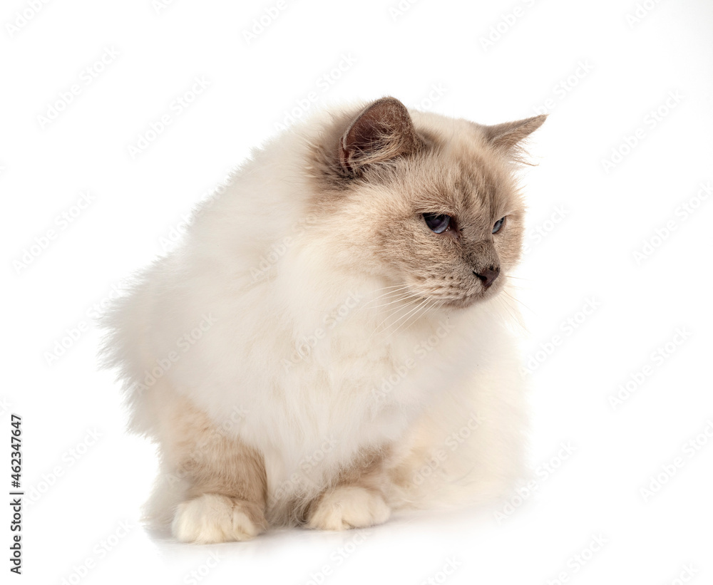 birman cat in studio