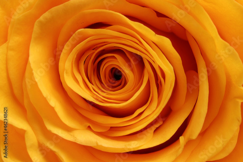 Yellow rose flower closeup macro petals circle