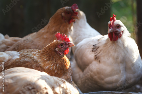 Fototapeta Laying hens in the hen house in October.