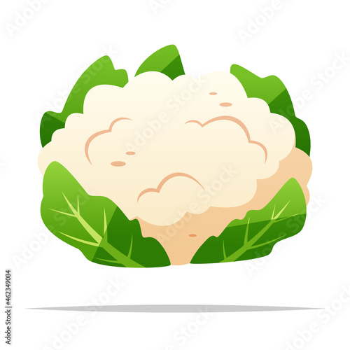 Cauliflower vegetable vector isolated illustration