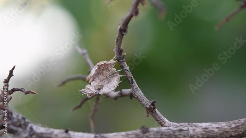 Seen perching on a twig sideways moving its mouth and legs during the afternoon, Mantis, Ceratomantis saussurii, Thailand. photo