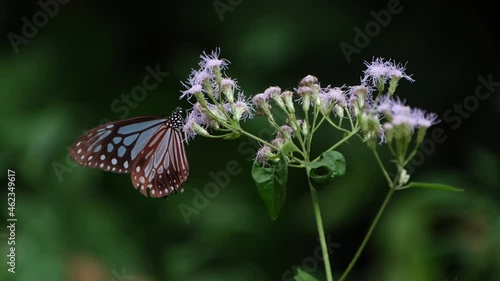 A lovely blue striped butterfly with tattered wings perched on wildflowers in the rainforest, Dark Blue Glassy Tiger, Ideopsis vulgaris macrina,  Kaeng Krachan National Park, Thailand. photo