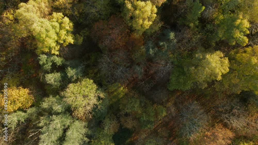 AERIAL: Top Down Shot of Autumn Season Trees in Forest With Very Colourful Brown Red and Golden Colour Leaves AERIAL: Top Down Shot of Autumn Season Trees in Forest With Very Colourful Brown Red and Golden Colour Leaves