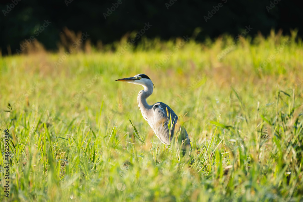 通販で注文した荷物の到着を待つアオサギ