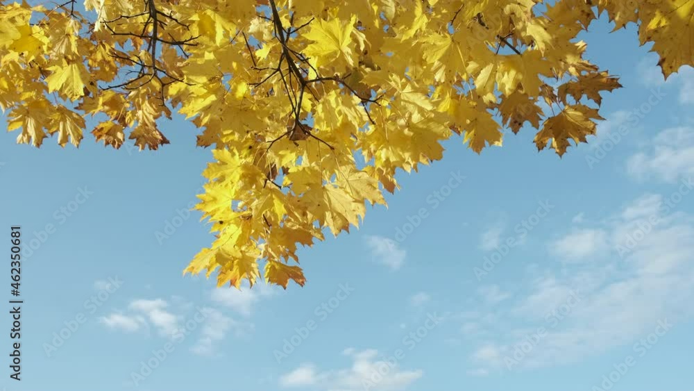 bright autumn sky background with maple tree branch on the wind
bright autumn sky background with maple tree branch on the wind