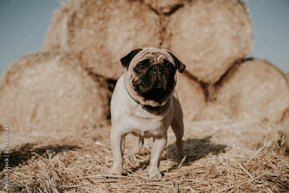 Obraz premium Favorite dog, cool pug breed