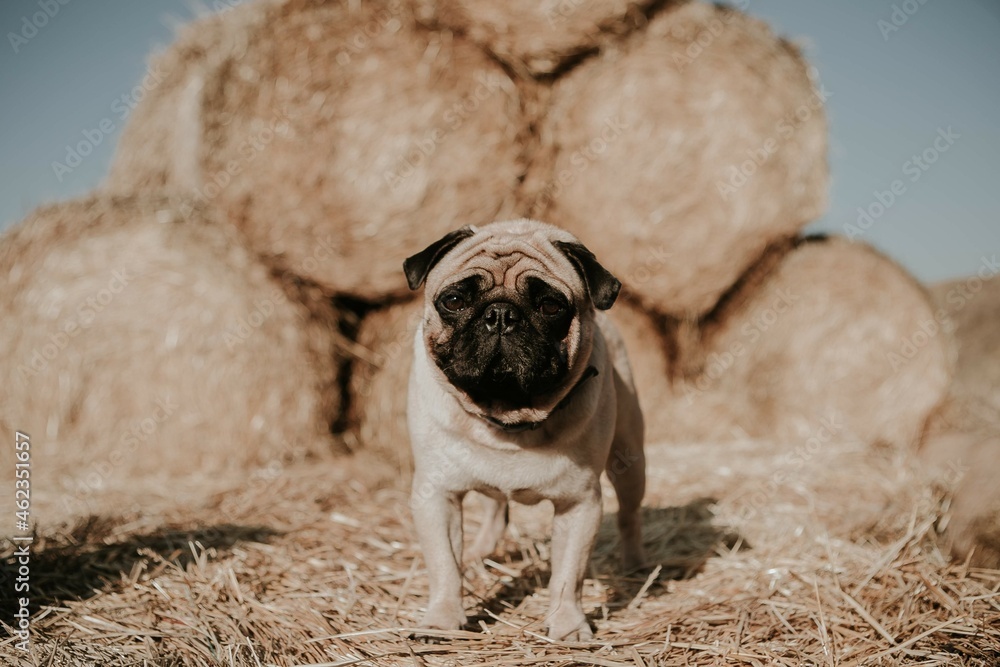 Obraz premium Favorite dog, cool pug breed