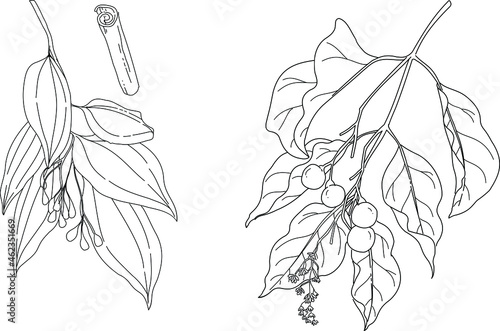 Black and white hand drawn botanical vector illustration. Chinese cinnamomum cassia and cinnamomum champora medical plant.