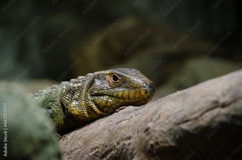Fototapeta premium Reptile