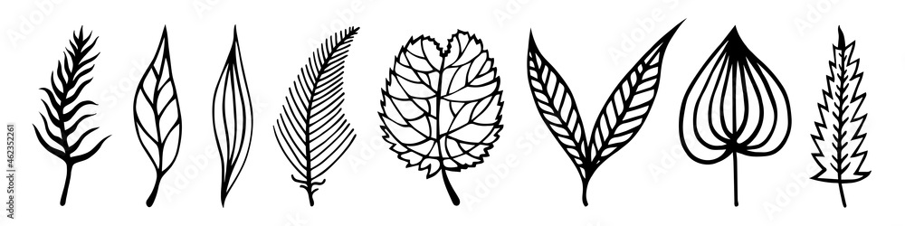 Leaves of trees vector set. Hand-drawn doodles isolated on white background. Black silhouettes of veined leaves. Foliage with petioles. Collection of botanical sketches. Plant outlining. Monochrome.
