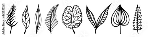 Leaves of trees vector set. Hand-drawn doodles isolated on white background. Black silhouettes of veined leaves. Foliage with petioles. Collection of botanical sketches. Plant outlining. Monochrome.