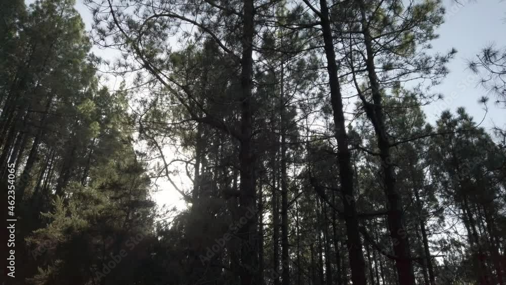 forest landscape in slow motion - moving in coniferous tree forest on a summer day forest landscape in slow motion - moving in coniferous tree forest on a summer day