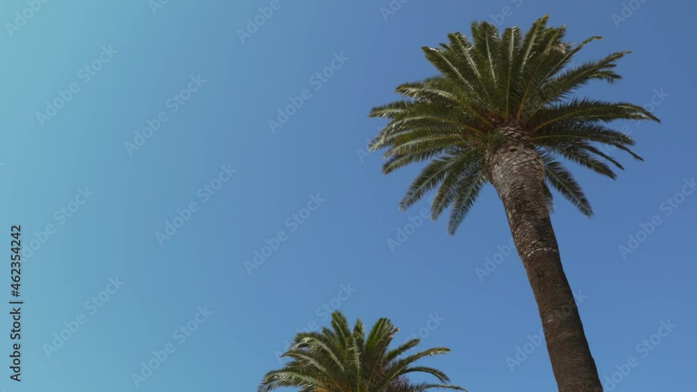 Seagull flying over the palm tree. Palm tree moving in the wind. Seagull flying over the palm tree. Palm tree moving in the wind.