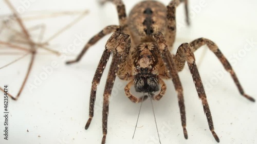 Wallpaper Mural Macro Of Spiny False Wolf Spider On A White Surface. close up  Zoropsidae - Mediterranean species Torontodigital.ca