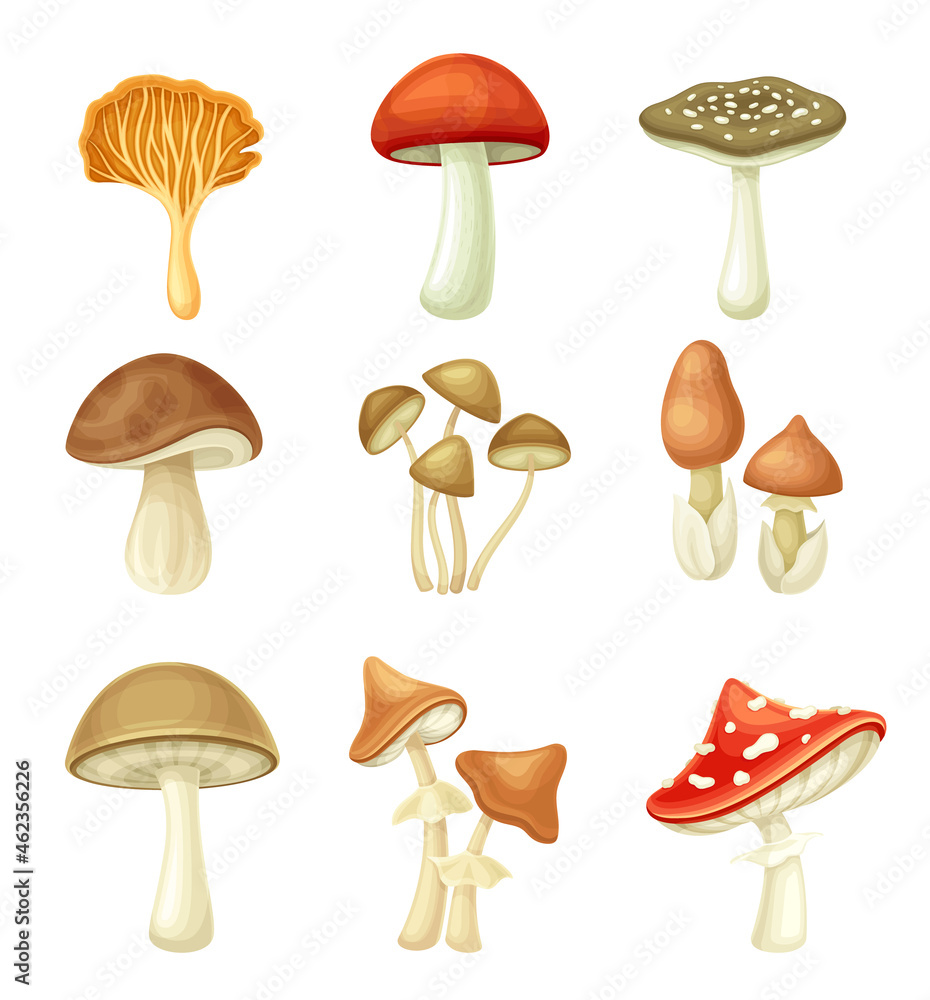 Wild forest edible and poisonous mushrooms set. Red Cap Boletus, Shiitake, Cep, Honey fungus, Amanita crocea vector illustration Wild forest edible and poisonous mushrooms set. Red Cap Boletus, Shiitake, Cep, Honey fungus, Amanita crocea vector illustration
