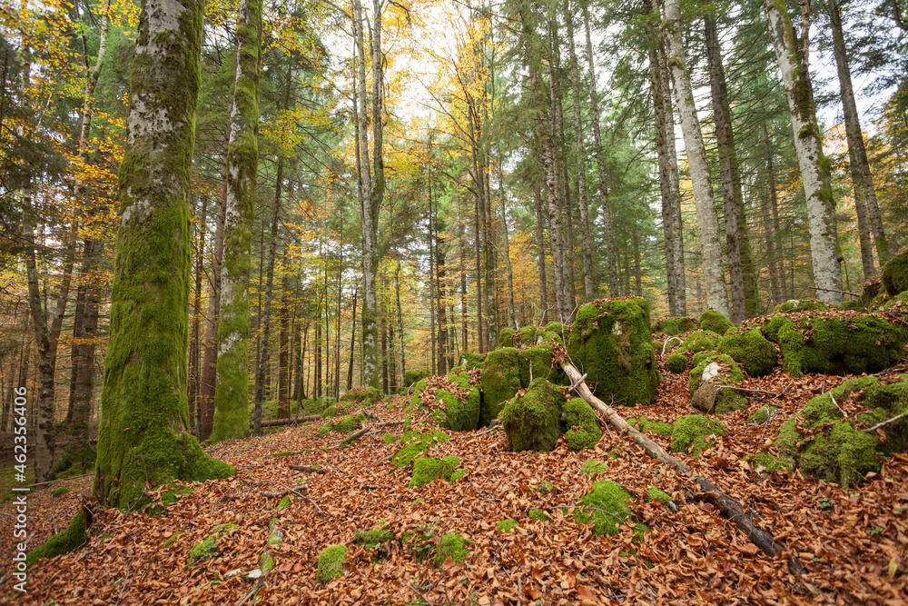 Obraz premium foliage inside an Italian forest at fall