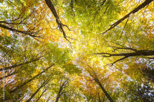 foliage inside an Italian forest at fall