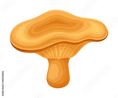 Chanterelle wild forest edible mushroom vector illustration on white background