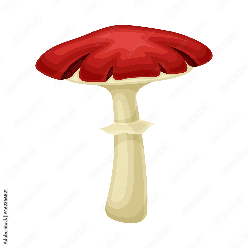 Wild forest poisonous mushroom with red cap vector illustration Wild forest poisonous mushroom with red cap vector illustration