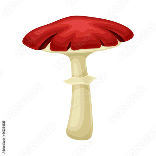 Wild forest poisonous mushroom with red cap vector illustration