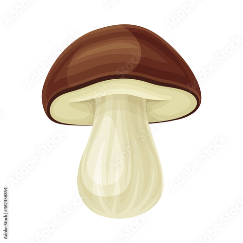 Porcini wild forest edible mushroom vector illustration on white background