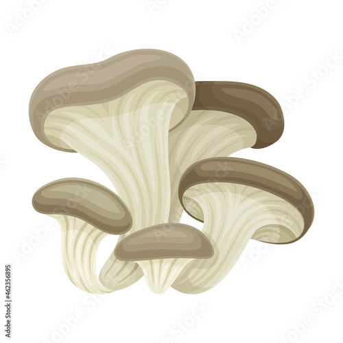 Oyster wild forest edible mushroom vector illustration on white background