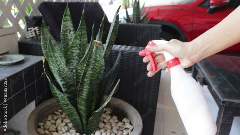 watering the motherinlaw's tongue plant with water spray Stockvideo