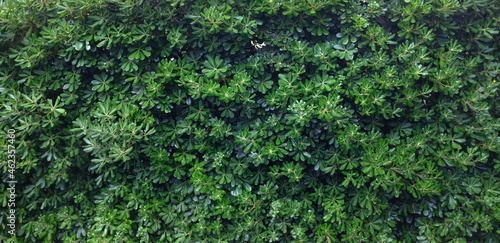 Fototapeta Naklejka Na Ścianę i Meble -  Natural background of green leaves
