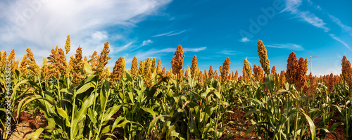 Biofuel and new boom Food, Sorghum Plantation industry. Field of Sweet Sorghum stalk and seeds. Millet field. Agriculture field of sorghum, named also Durra, Milo, or Jowari. Healthy nutrients  photo