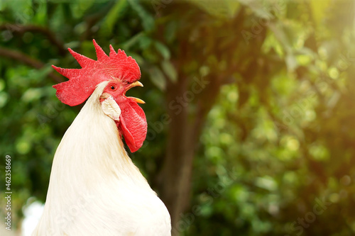 Tableau sur toile Rooster crowing on the farm in the morning. Selective focus