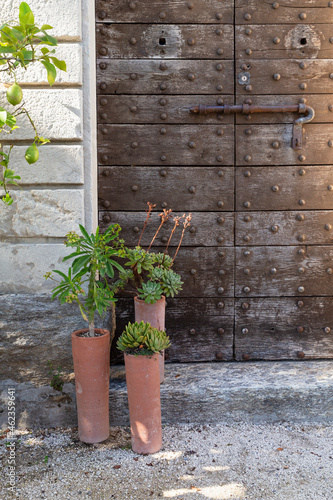 Front view of a massive wooden door with pottet mediterranean plants photo