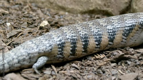 Shingleback Skink Lizard Slowly Crawling On Forest Ground. Closeup photo