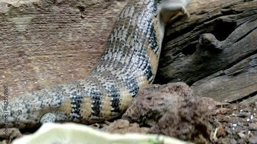 Short-tailed Shingleback Skink Climbing Up On A Tree Log. Closeup photo