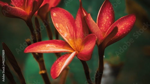 photo of artistic plumeria in the garden