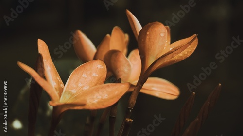 photo of artistic plumeria on black background