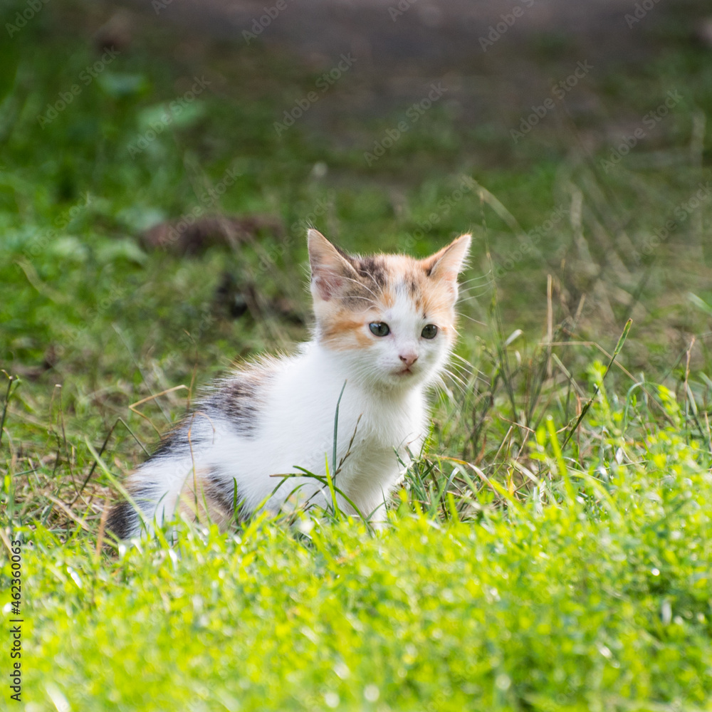 Black and red kitten on green grass, close up, copy space, pattern Black and red kitten on green grass, close up, copy space, pattern
