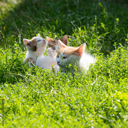 Mom ginger cat plays with kittens on the green grass, close-up, copy space, template