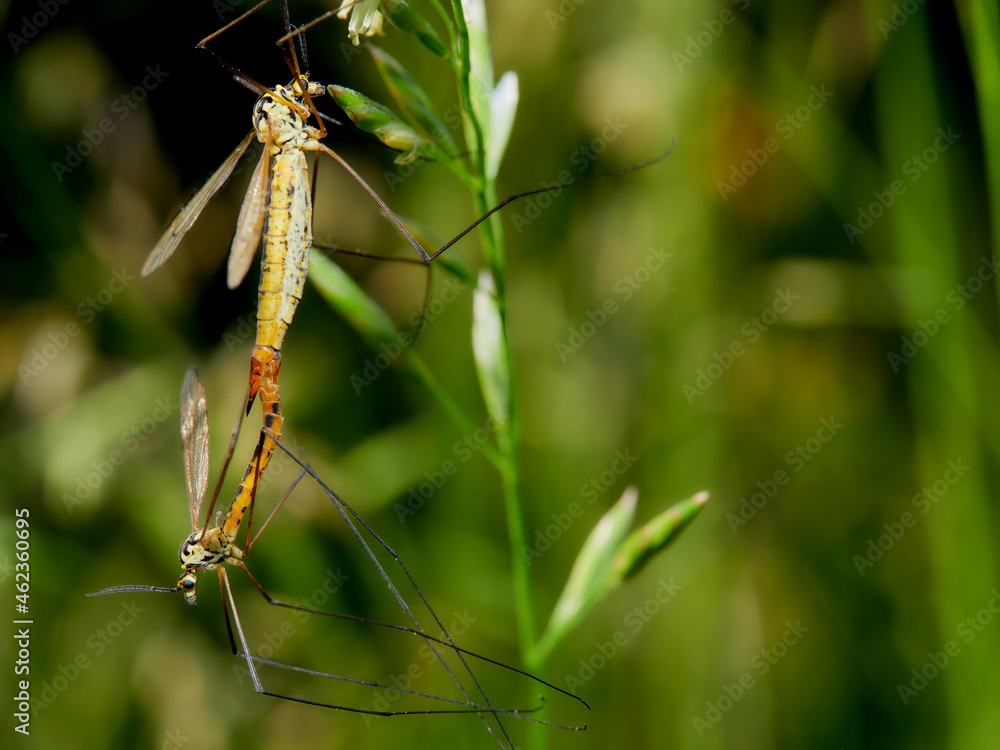 macro photo of two Nephrotoma scurra macro photo of two Nephrotoma scurra