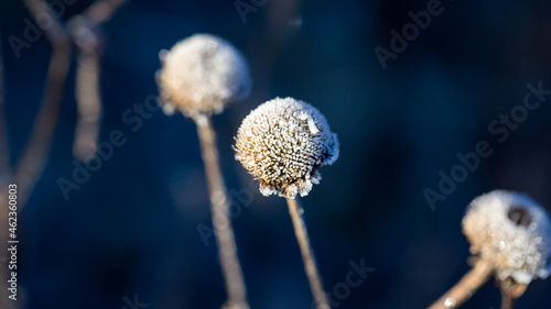 Dried remains of a flower - covered with numerous ice crystals.